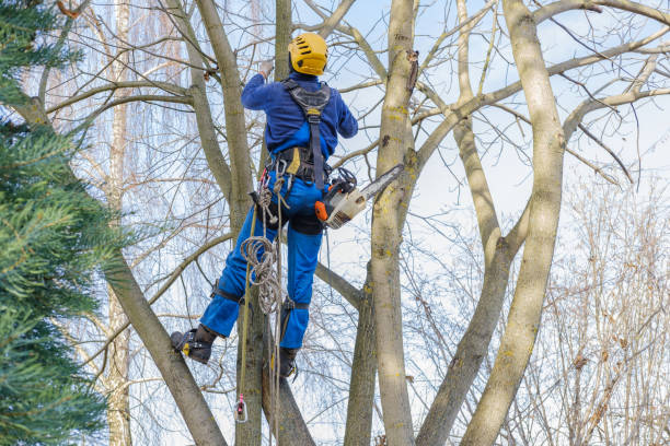 Best Tree Health Inspection  in Kissee Mills, MO